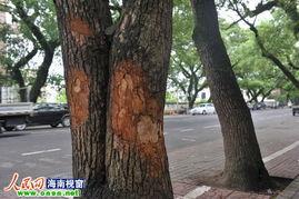 简介香樟树资料