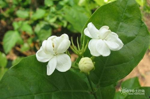 茉莉花的相关资料,香气四溢的东方瑰宝